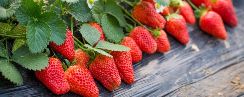 草莓原产地 草莓原产地价格