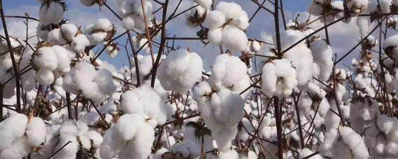 棉花怎么织布 棉花可以用来织布吗