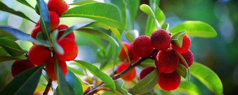 杨梅是什么季节的水果 杨梅是冬季的时令水果吗