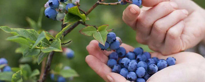 蓝莓盆栽的养殖方法 家庭蓝莓盆栽种植方法