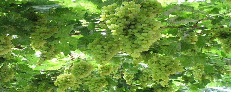 吐鲁番地区的葡萄什么时候成熟