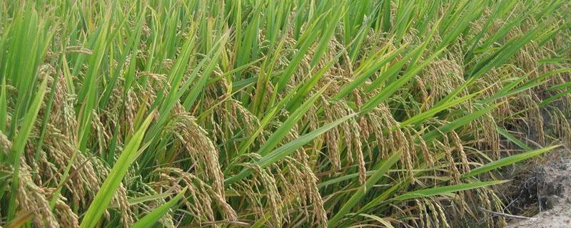 水稻和小麦的区别 水稻和小麦的区别简笔画