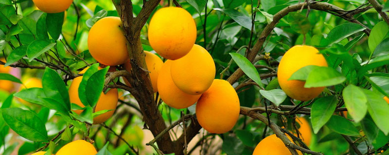 脐橙采前由于干旱裂果严重怎么办 脐橙干旱怎么浇水