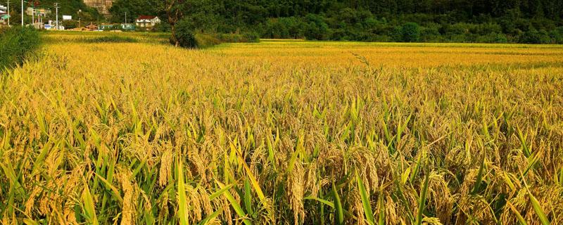 水稻科学种植方法