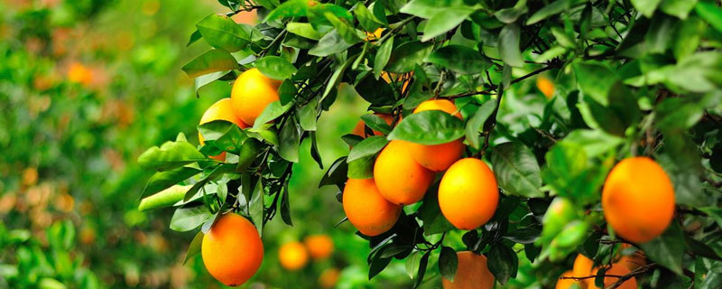 脐橙每亩种多少棵 脐橙多远种一棵