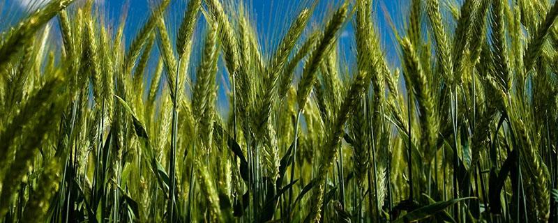 小麦发芽的适宜温度 小麦发芽的最适宜温度