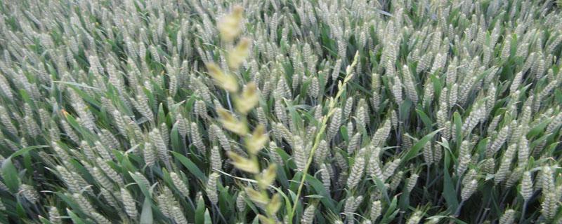莘麦818小麦品种介绍 莘麦818的产量表现
