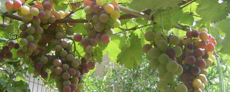 葡萄从结果到成熟需要多久 葡萄要多久才能结果