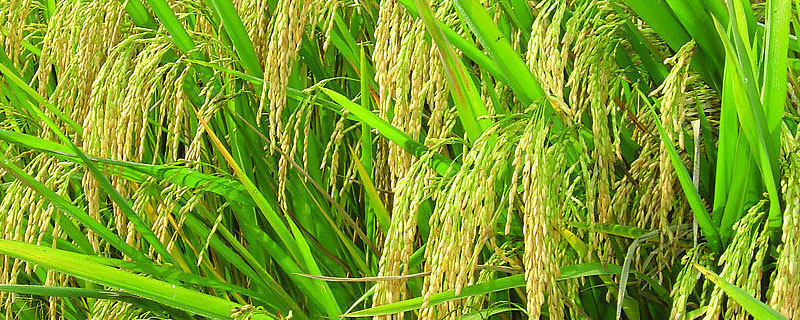 水稻草可以做饲料吗 稻草能做肥料吗