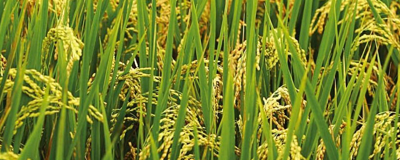 水稻怎么测产