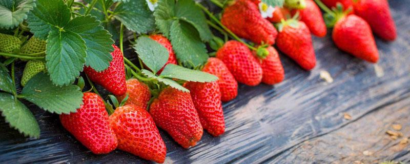 草莓冬季怎样管理 草莓入冬如何管理