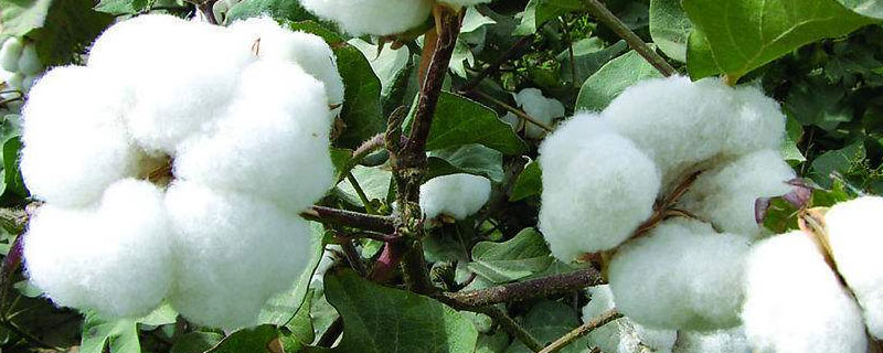 棉花是农产品吗 棉花是经济作物还是农产品