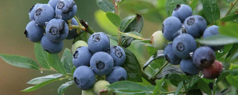 蓝莓在哪里可以种植（蓝莓一般在哪里种植）