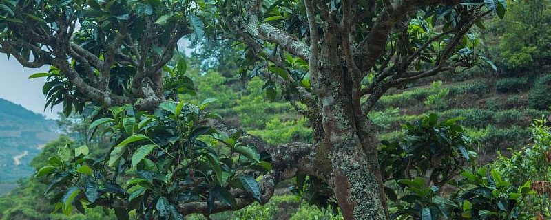 茶树的生长环境 蒙顶甘露茶树的生长环境