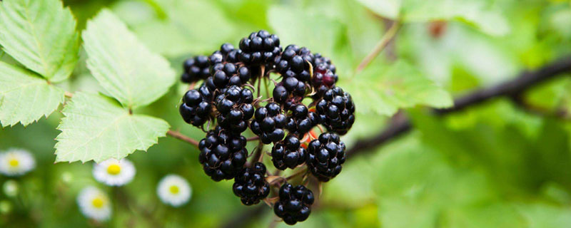 黑莓和蓝莓的区别（黑莓与蓝莓和黑莓营养对比）