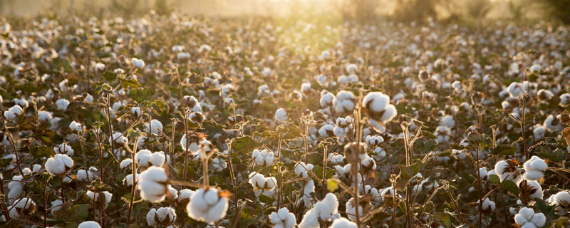 棉花种植条件 长江棉花种植条件