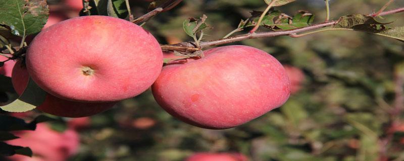 阿克苏冰糖心苹果什么时候成熟 阿克苏冰糖心苹果什么季节最好吃