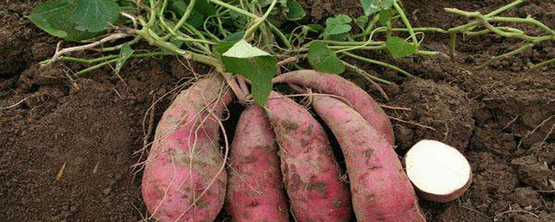 红薯栽植技术（红薯种植法）