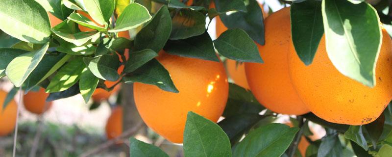 脐橙缺钾叶片症状 脐橙肥害叶子表现