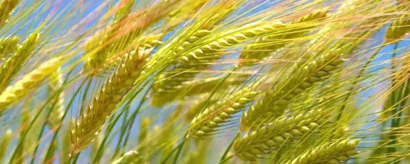 小麦从播种到收割需要多少天（小麦多久收割）