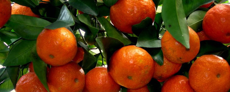 沙糖桔和砂糖橘的区别 砂糖橘和沙糖桔有什么区别