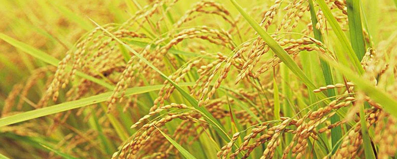 水稻播种的季节