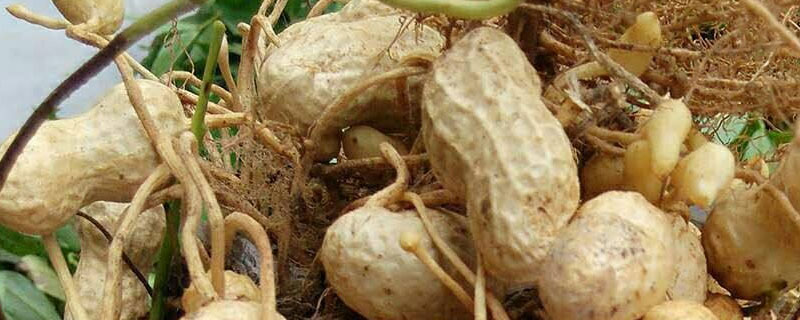 花生壳可以做肥料吗