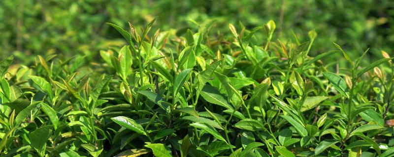 茶树乔木与灌木的区别（茶树是灌木吗）