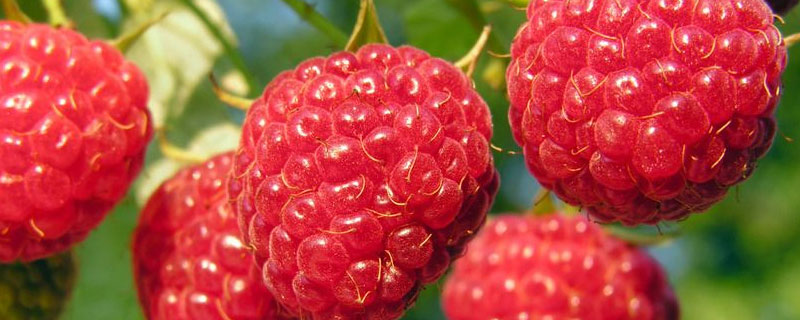 树莓是什么季节的水果（莓类是什么季节的水果）