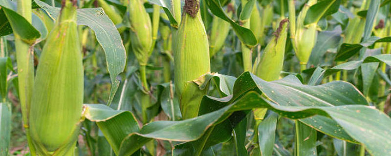 三季糯玉米种植时间