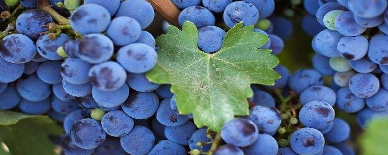 蓝莓在冬季室外怎么养