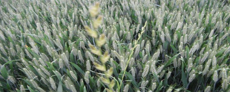 高麦6号小麦品种介绍（高麦6号麦产量如何）