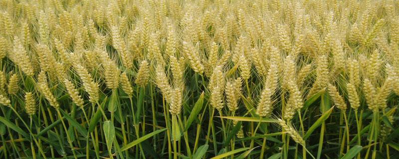 小麦拌种剂配方及制作 小麦药剂拌种