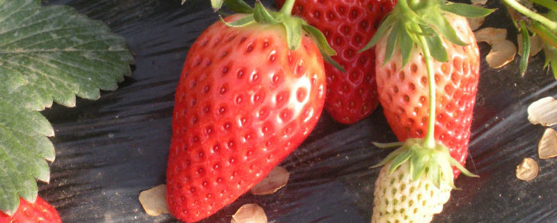 草莓的生长过程 草莓的生长过程解析图