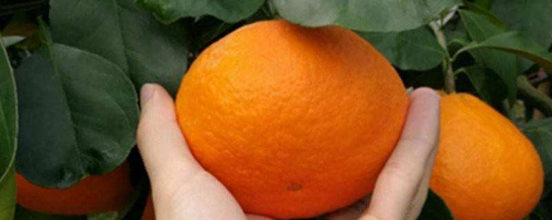米哈亚柑橘有什么特点（米哈亚柑橘耐寒性）