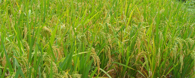 中国近5年水稻产量（我国的水稻年产量平均是多少）
