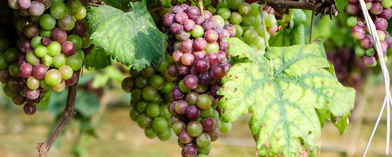 中国葡萄种植始于哪个朝代 中国种植葡萄最早始于哪一个朝代