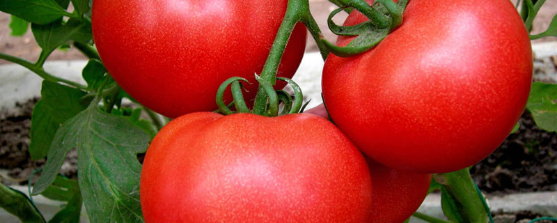 大棚番茄怎么判断缺水 茄子缺水如何判断