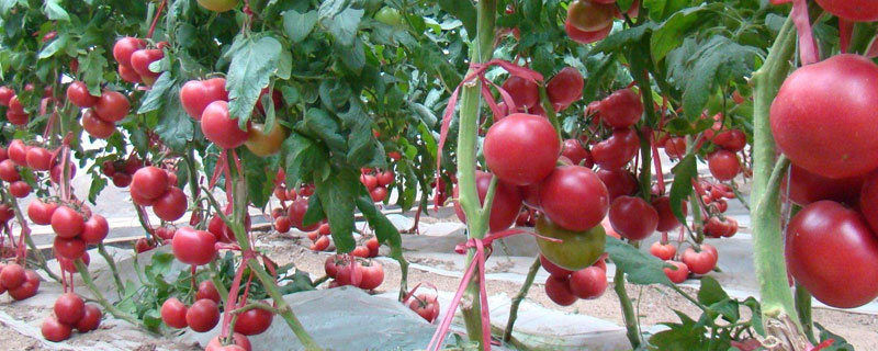 越夏西红柿种植时间
