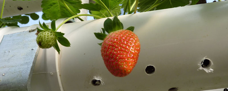 无土栽培草莓投资成本（无土种植草莓挣钱吗）
