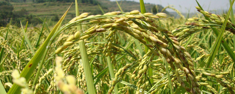 安达星对水稻安全吗 安达星对水稻分蘖有影响吗