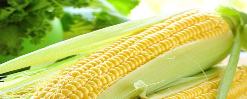 早熟玉米品种有哪些 早中熟玉米有哪些品种