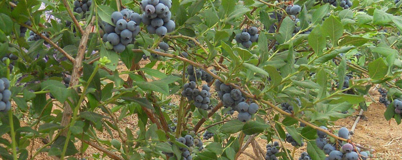 常见假蓝莓苗 常见假蓝莓苗真假