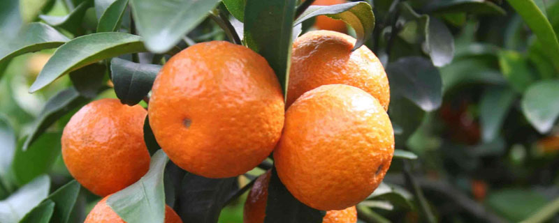  橘子几月份成熟