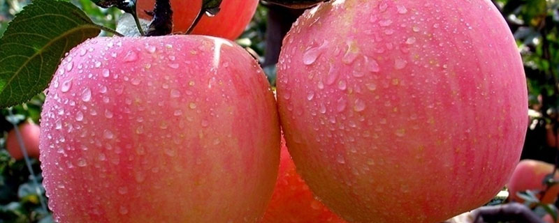 苹果怎么传播种子的方法