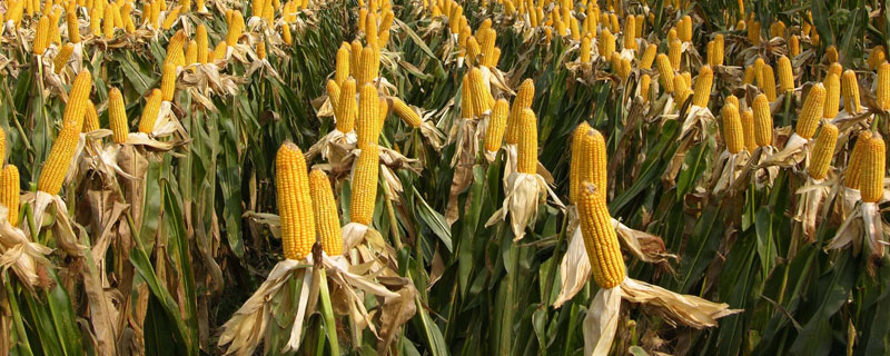 玉米控旺几次增产 玉米控旺能增产多少