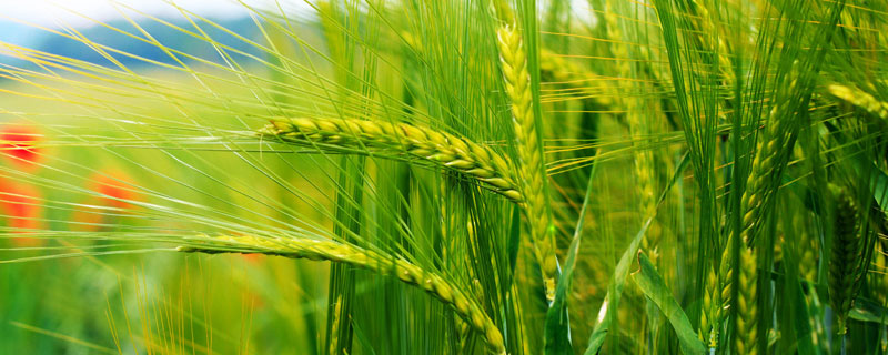 农支地保是小麦补贴吗 谁种地谁领小麦补贴吗