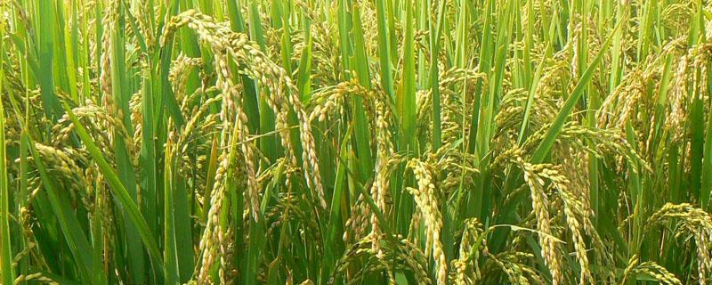 最早的水稻栽培农书（我国现存最早的水稻栽培技术的农书是什么）
