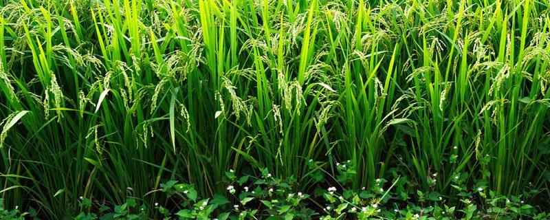 水稻施肥技术要点（水稻的施肥方式）
