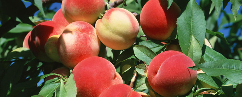 桃子是什么季节的水果（西瓜和桃子是什么季节的水果）